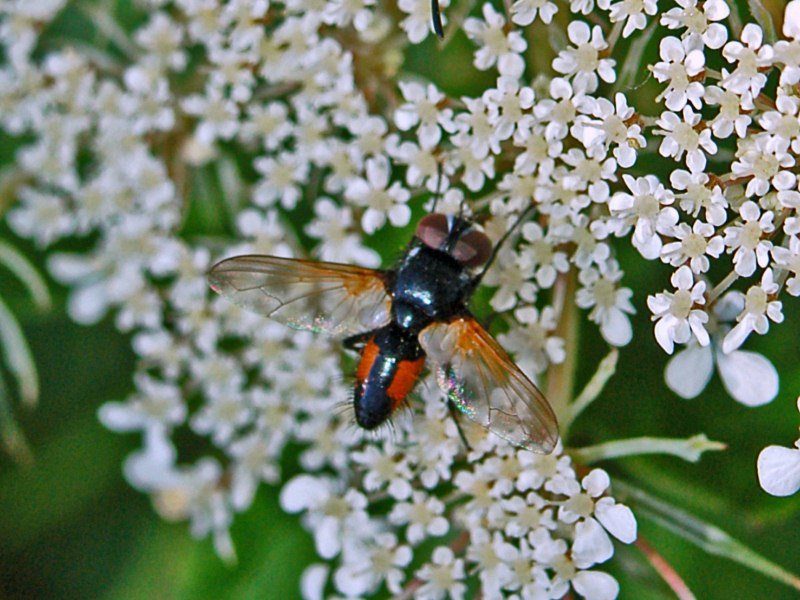 Una mosca rossa e nera da identificare